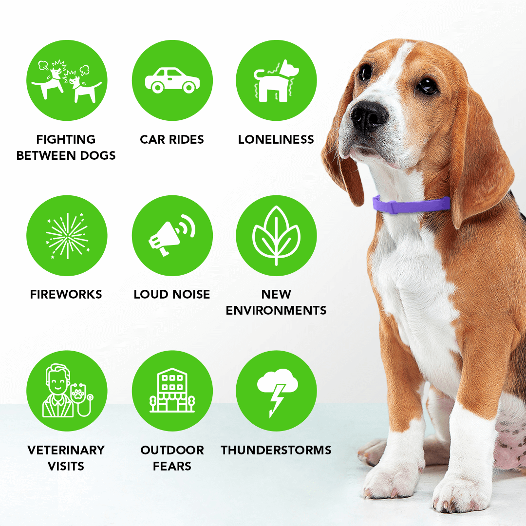 Natural Pheromone Calming Collar