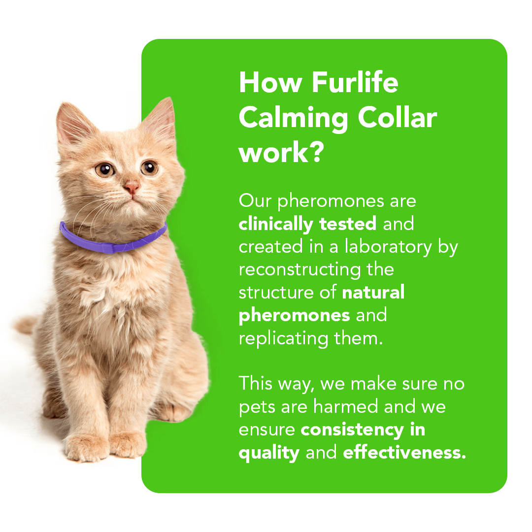 Natural Pheromone Calming Collar for Cats