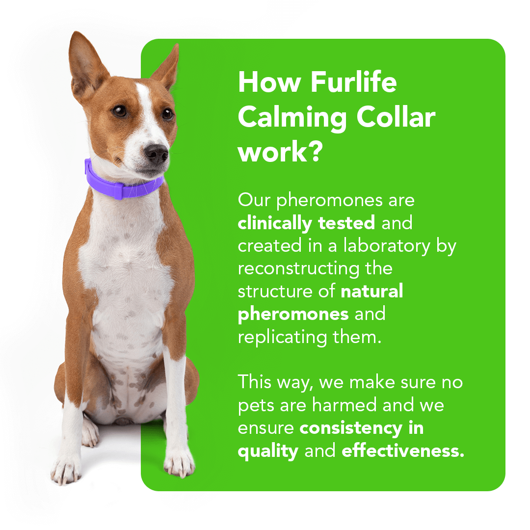 Natural Pheromone Calming Collar for Dogs