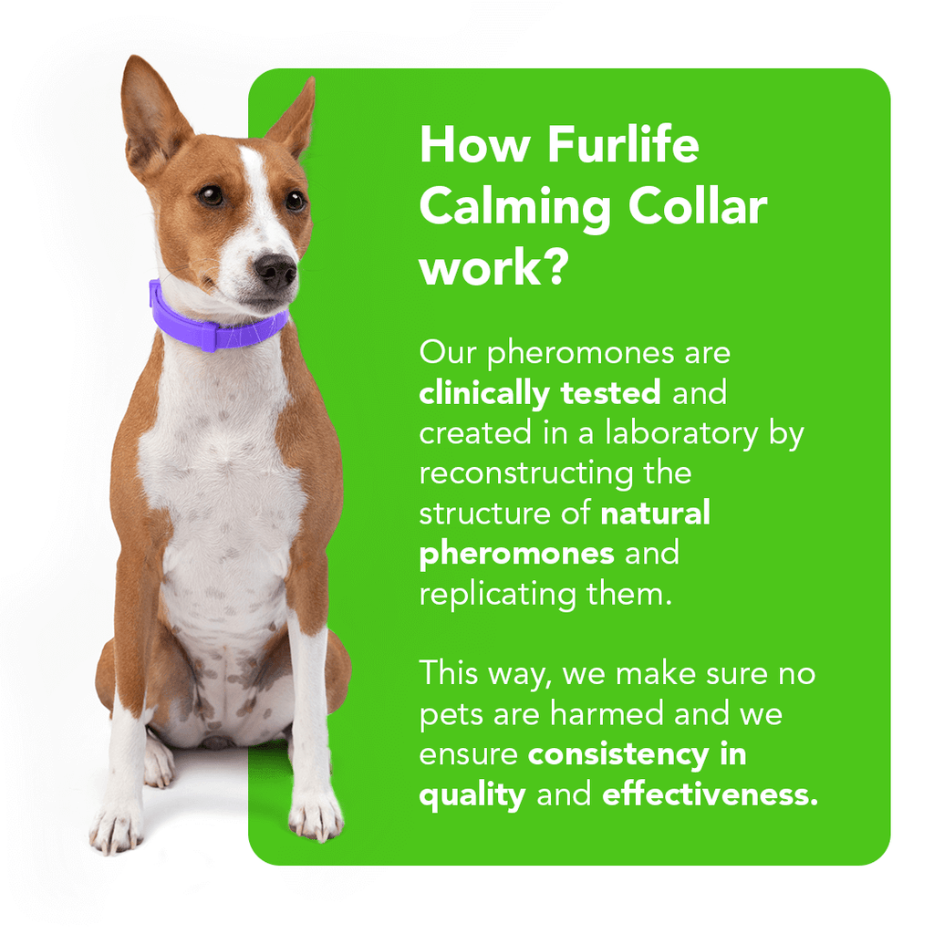 Natural Pheromone Calming Collar