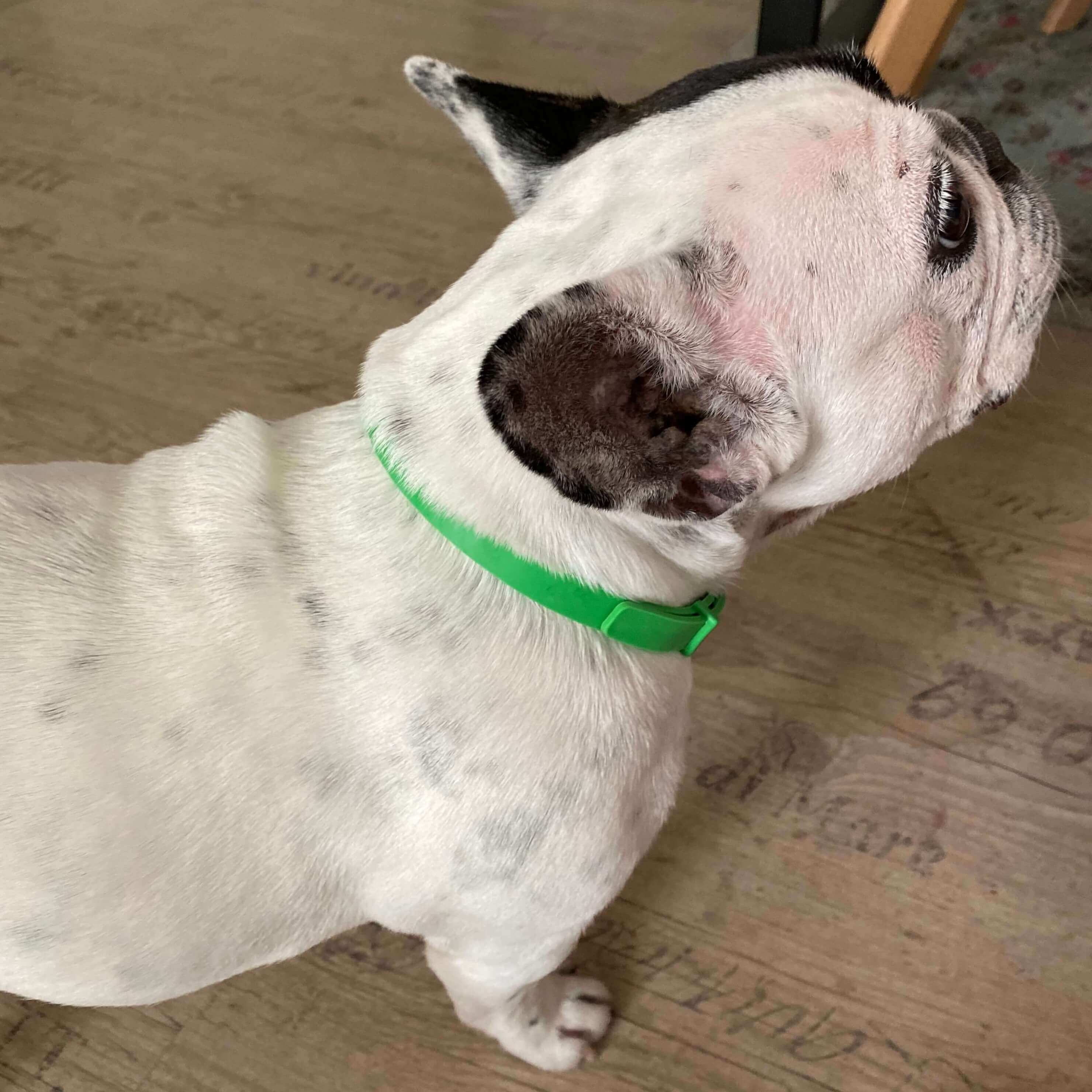 8 Months All Natural Flea and Tick Collar for Dogs